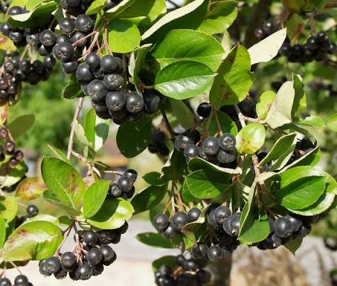 Aronia