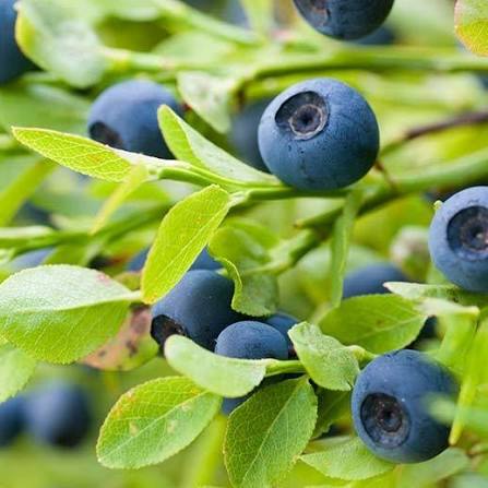 Bilberry