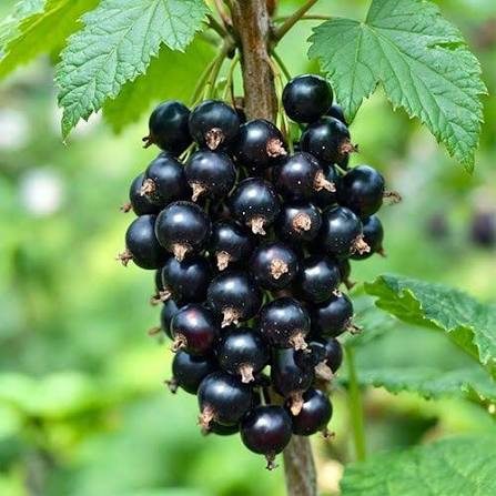 Blackcurrant
