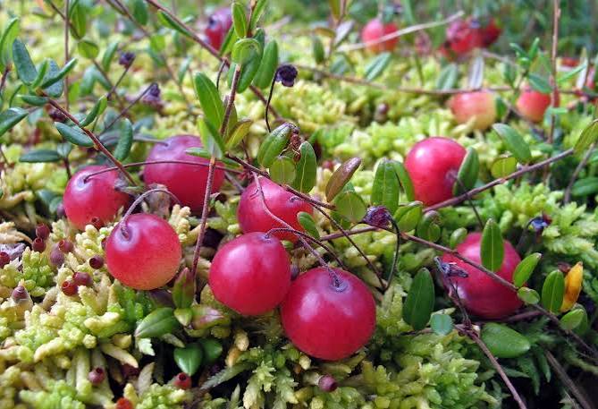 Cranberry