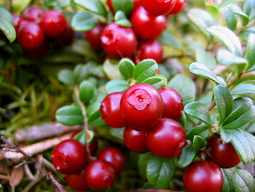 Lingonberry